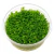 Hemianthus micranthemoides - comprar online