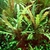 Hygrophila Pinnatifida