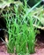 Isoetes Velata