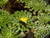 Ludwigia sedoides na internet