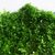 Musgo 'Riccardia' - comprar online