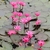 Nymphaea Rubra (Matriz) - comprar online