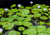 Nymphaea Caerulea (Matriz) - Universo Aquático - Plantas Aquáticas