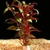 Alternanthera Reineckii Lilacina "Mini"