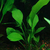 Echinodorus Rigidifolius na internet