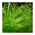 Sagittaria Subulata 'Natans'