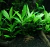 Hygrophyla Angustifolia