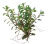 Ludwigia Arcuata - comprar online
