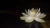 Nymphaea Gardneriana (Matriz) na internet
