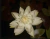 Nymphaea Gardneriana (Matriz)