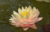 Nymphaea 'Pessego' (Pequena)