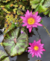 Nymphaea 'Queen of Siam' (Matriz)