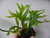 Microsorum Pteropus "Sp" Thor Hammer