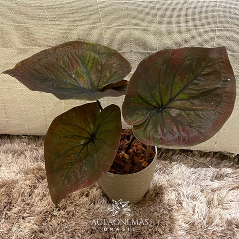 Caladium EVCL 01