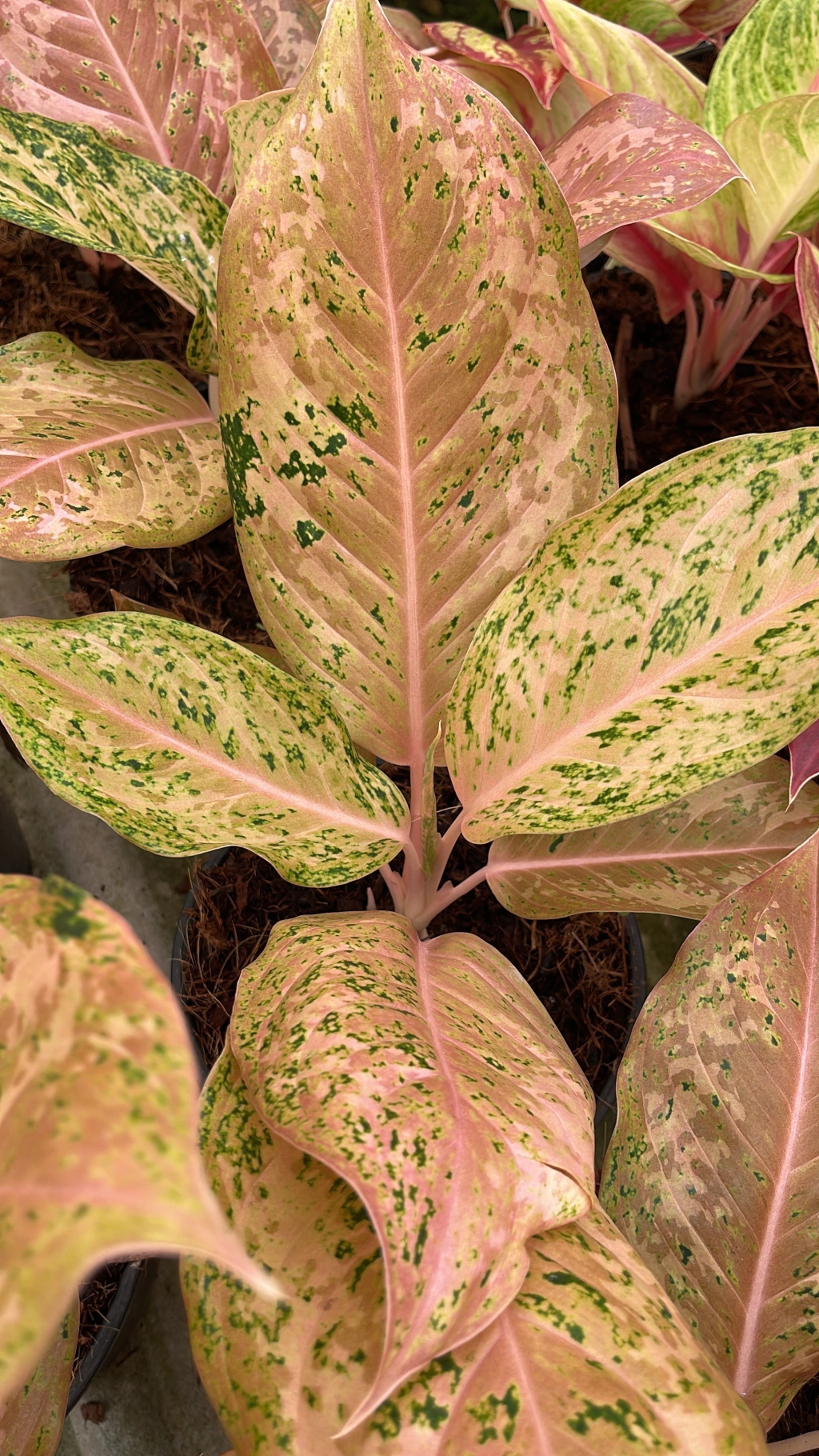 Aglaonema Orange Gold Star - Aglaonemas Brasil