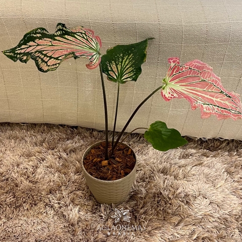Caladium Thai Beauty