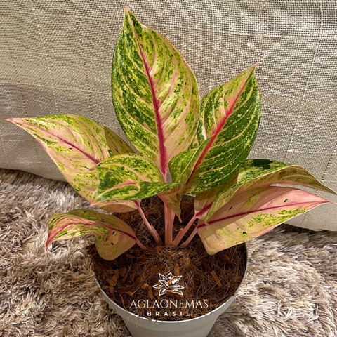 Aglaonema Green Papaya