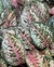 Aglaonema 10 Karat - comprar online