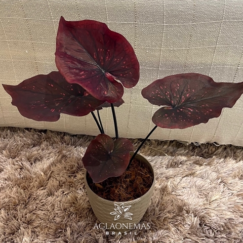 Caladium EVCL 02