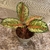 Aglaonema 10 Karat