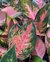 Aglaonema Cochin - comprar online
