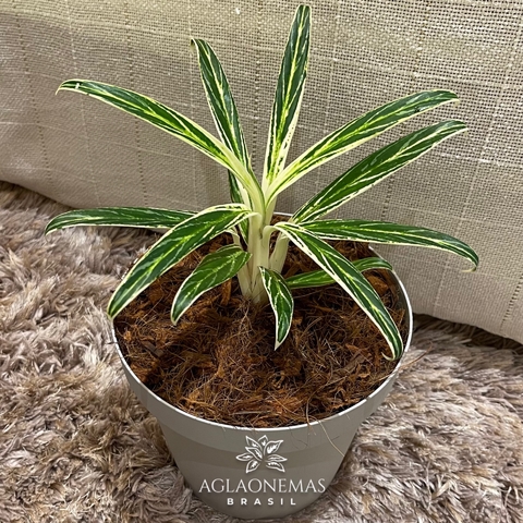 Aglaonema Bamboo