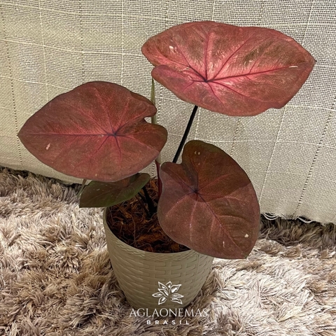 Caladium EVCL 04
