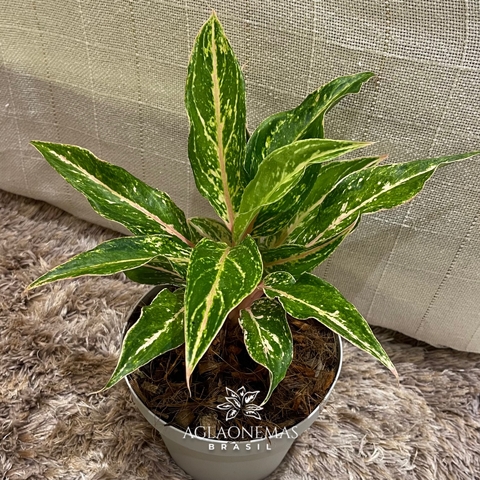 Aglaonema EVAG 20
