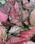 Aglaonema Pink Beauty - comprar online