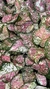 Aglaonema Tricolor - comprar online