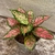 Aglaonema Pink Beauty
