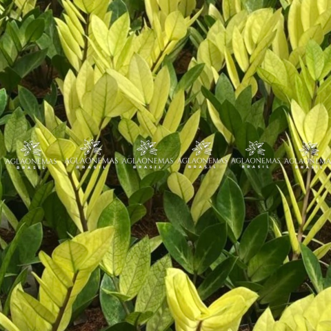 Zamioculca Chameleon (Leia a descrição!!!)