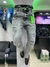 Calca jeans - Grifessyklermoda
