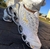 mizuno prophecy 8 (branco)