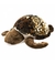 Tartaruga Marinha Marrom 64cm - Pelúcia - loja online