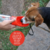 Garrafa de Água Portátil 550ml para Pets Vermelha - Lojinha do Joca
