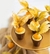 Physalis