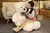 Urso de pelúcia gigante na internet