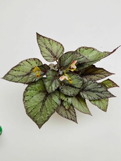 Begonia Rex