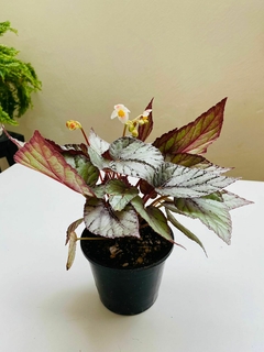 Begonia Rex - comprar online