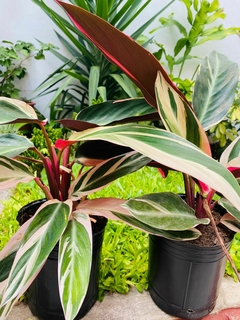 Calathea tricolor