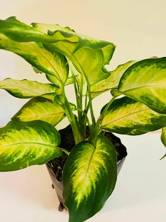 Dieffenbachia en internet