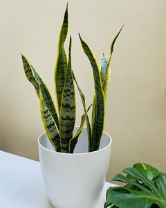 Sansevieria trifasciata laurentii - comprar online