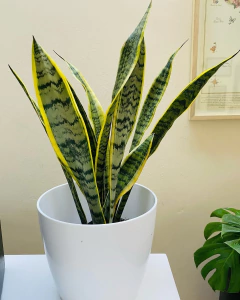 Sansevieria trifasciata laurentii