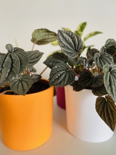 Peperonia rugosa - comprar online