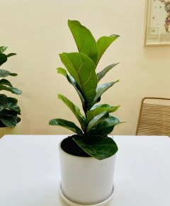 Pandurata