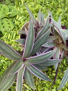 Tradescantia