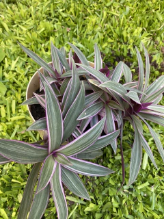 Tradescantia - comprar online