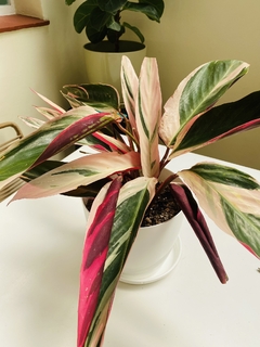 Imagen de Calathea tricolor