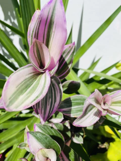 Tradescantia en internet